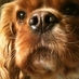 Dog Namer (@dognamer) Twitter profile photo