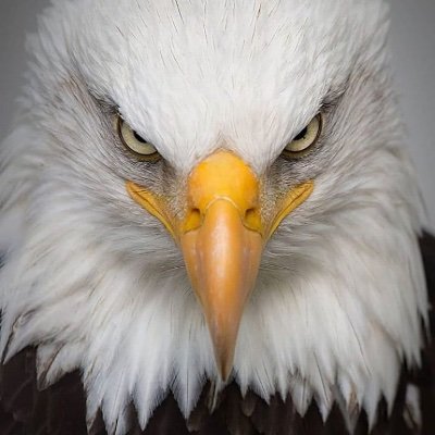 PissedoffEagle1's profile picture. 