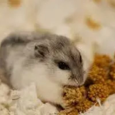 jeonjoie_'s profile picture. 