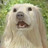 Bbqescrotal's profile image