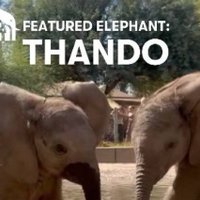 Thando_onSOL (@thando_on_sol) 's Twitter Profile Photo Thando_onSOL (@thando_on_sol) 's Twitter Profile Photo
