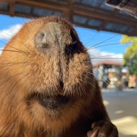 むーむーむー🍠 (@mu_mu_mu_101) 's Twitter Profile Photo むーむーむー🍠 (@mu_mu_mu_101) 's Twitter Profile Photo