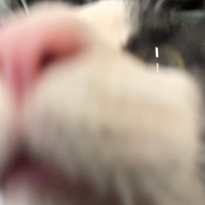 lvisilloelbot's profile picture. :)