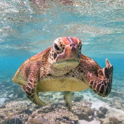 KOSTaSCHaTZ0's profile picture. Ηρθα για το βρίσιμο.