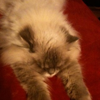 Smegas's profile picture. 