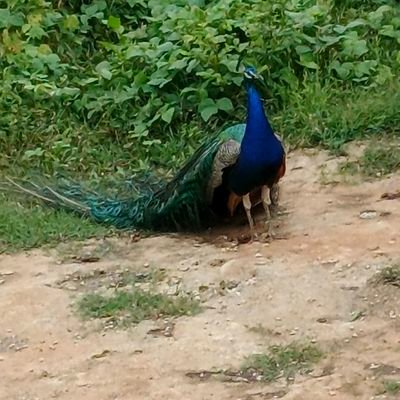 SCOPA0147's profile picture. 