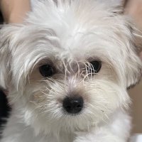 ぼく (@bokutuyolv2) 's Twitter Profile