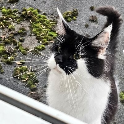 Gremlin - the bestest big floofy Tuxie boy there ever was. 🌈 24th July 2023..
Kali - sent to keep an eye on his fam❤️ leggy Maine Coon, all about cuddles