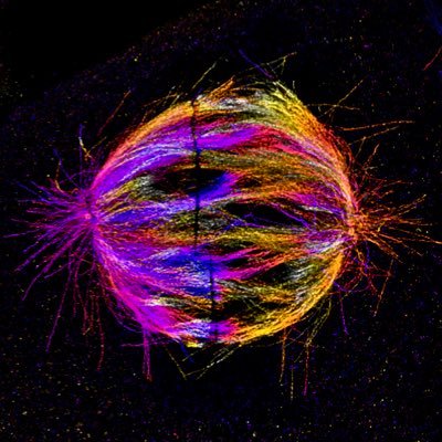 Researcher INSERM at @UnivLyon1 in @BDurand_lab