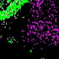 BIOspektrum (@spektrum_bio) 's Twitter Profile Photo BIOspektrum (@spektrum_bio) 's Twitter Profile Photo
