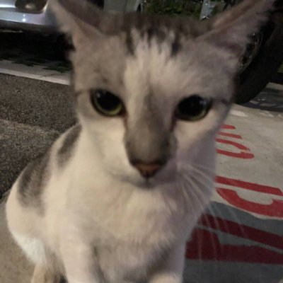 0xfortunecat's profile picture. BUY HIGH SELL LOW