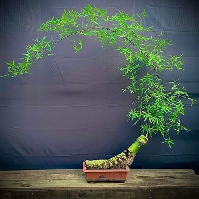 HanhNguyen1105's profile picture. 