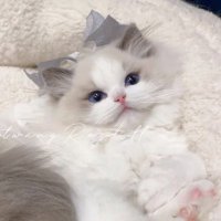 𝒜 (@_glass2) 's Twitter Profile Photo 𝒜 (@_glass2) 's Twitter Profile Photo
