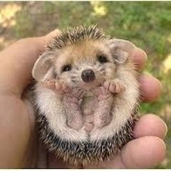 tccaxym's profile picture. Our Father, who art in heaven ✝️
❤️🤍💙 God Bless America! ❤️🤍💙
🇺🇸 Home of the Free - Land of the Brave 🇺🇸
Heritage American - The Ship Confidence 1638