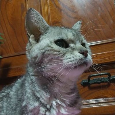 Lilium_moimoi's profile picture. 20↑/ENFP-T/邦ロック/洋ロック/スポーツ観専/RT多/Eの陰キャ/ONRFで人生観変わった/最近推し語り用垢