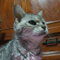 moimoi (@lilium_moimoi) 's Twitter Profile