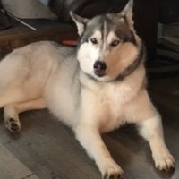 Kelvin Harvey (@kelvinharv45464) 's Twitter Profile