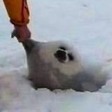 vivitaroo_'s profile picture. 🤘(  ◜ ͜  ◝ )🤘