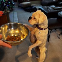 MustLuvBoxers Rescue (@mustluvboxers) 's Twitter Profile