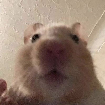 lemonkiller Profile