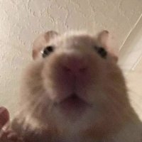 lemonkiller (@lemon48837377) 's Twitter Profile Photo