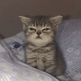 Daisy_huh1's profile picture. baseless hatred towards any driver is not my taste