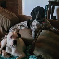 Josie (@peeppeepsmom) 's Twitter Profile