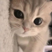 ひ ま (@cop_qv) 's Twitter Profile