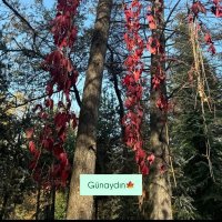 çocuk gelişimci (@arimya0) 's Twitter Profile Photo çocuk gelişimci (@arimya0) 's Twitter Profile Photo