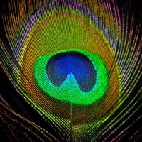 pavan patel (@pavanpatel121) 's Twitter Profile