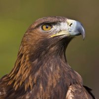 Golden Eagle (@carldebane) 's Twitter Profile Photo Golden Eagle (@carldebane) 's Twitter Profile Photo