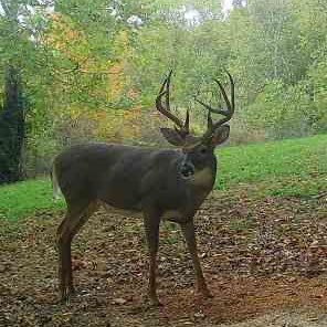 Message us pics of your Ohio trophies so we can share with fellow whitetail enthusiasts #HuntOhio 🇺🇸🦌🇺🇸