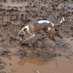 Kroppa the Whippet (@ribrubba) Twitter profile photo Kroppa the Whippet (@ribrubba) Twitter profile photo
