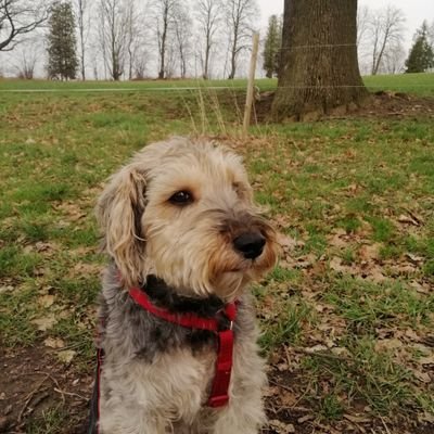 Sportgemeinschaft Dynamo Dresden 🖤💛
🕯Jack der Hund🕯/Nero die Katze/Hans der Hase
C❤
Satire, Politik, Sport.
Und ganz wichtig HEIMATLIEBE Ohne nazischeisse