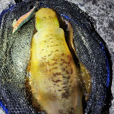 愛媛県今治市をメインに釣りをしています。愛用はステラとイグジスト、エメラルダス、エギングとメバリング中心、ブッコミ餌釣りです。狙いはイカ！アコウ！メバル！アジ！キス！
よろしくお願いしますm(_ _)m
無言フォロー失礼します！
エギング歴21年！メバリング歴18年！🌠