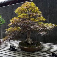 Diane Horvath, MD, MPH (@gynandtonic) 's Twitter Profile