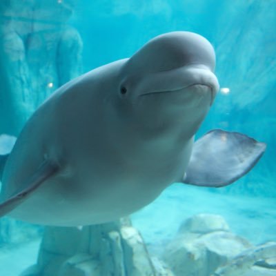 bigazzwhale's profile picture. 