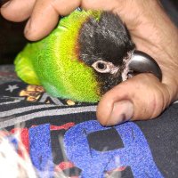 Aclownin1 (@aclownin1) 's Twitter Profile
