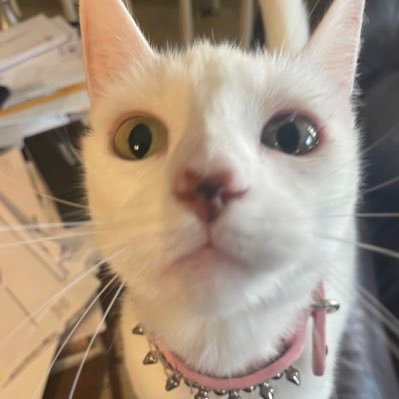 Sherylew17's profile picture. Celebrating freedom starting January 20, 2024