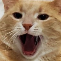 ginya (@ginya030) 's Twitter Profile