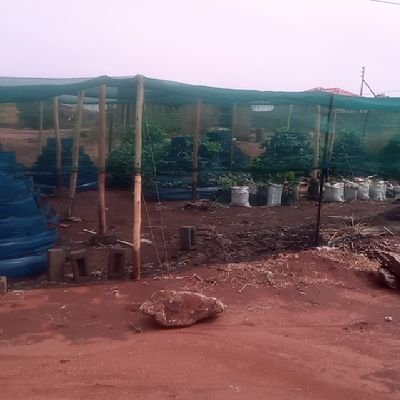 Khodanitshitha's profile picture. 