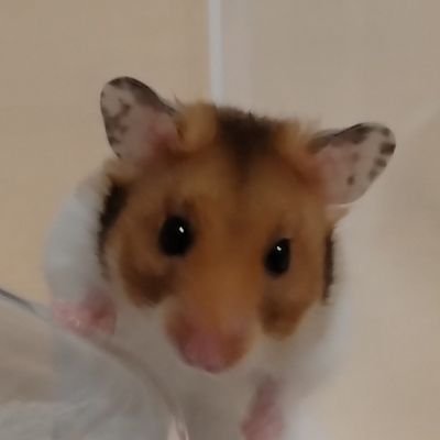いくら(ゴールデンハムスター) Profile