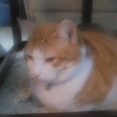 squiditty1's profile picture. Cat
