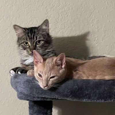 ImCayotix's profile picture. • NA • Twitch Affiliate • 22 • Jungle Abuser • College Student •