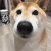 $BORK on Sol (@borksolanashib) Twitter profile photo $BORK on Sol (@borksolanashib) Twitter profile photo