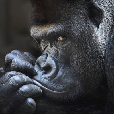 AnggaraTre37685's profile picture. 