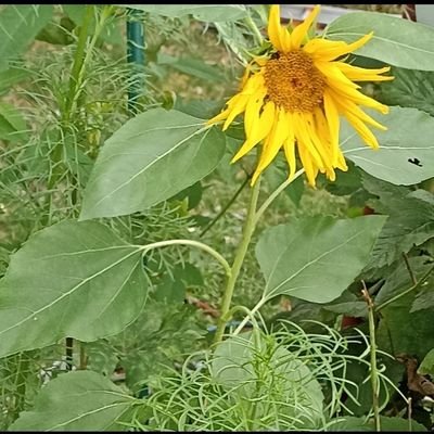 🌻#KlimaschutzJETZT
#DieMaskebleibt #LasstFaktensprechen
noafd usw...
#wirsindmehr
#AFDVerbotJETZT
#Habeck4Kanzler
#Miteinander
#Gemeinsam
#TeamHabeck