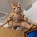 Your Bounce Cat (@glpsdasdf) Twitter profile photo Your Bounce Cat (@glpsdasdf) Twitter profile photo