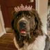 Kam the Newfoundland (@kamthenewf) Twitter profile photo Kam the Newfoundland (@kamthenewf) Twitter profile photo