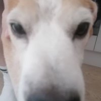 HP LJHANINI (@bananaheadgoat) 's Twitter Profile Photo HP LJHANINI (@bananaheadgoat) 's Twitter Profile Photo